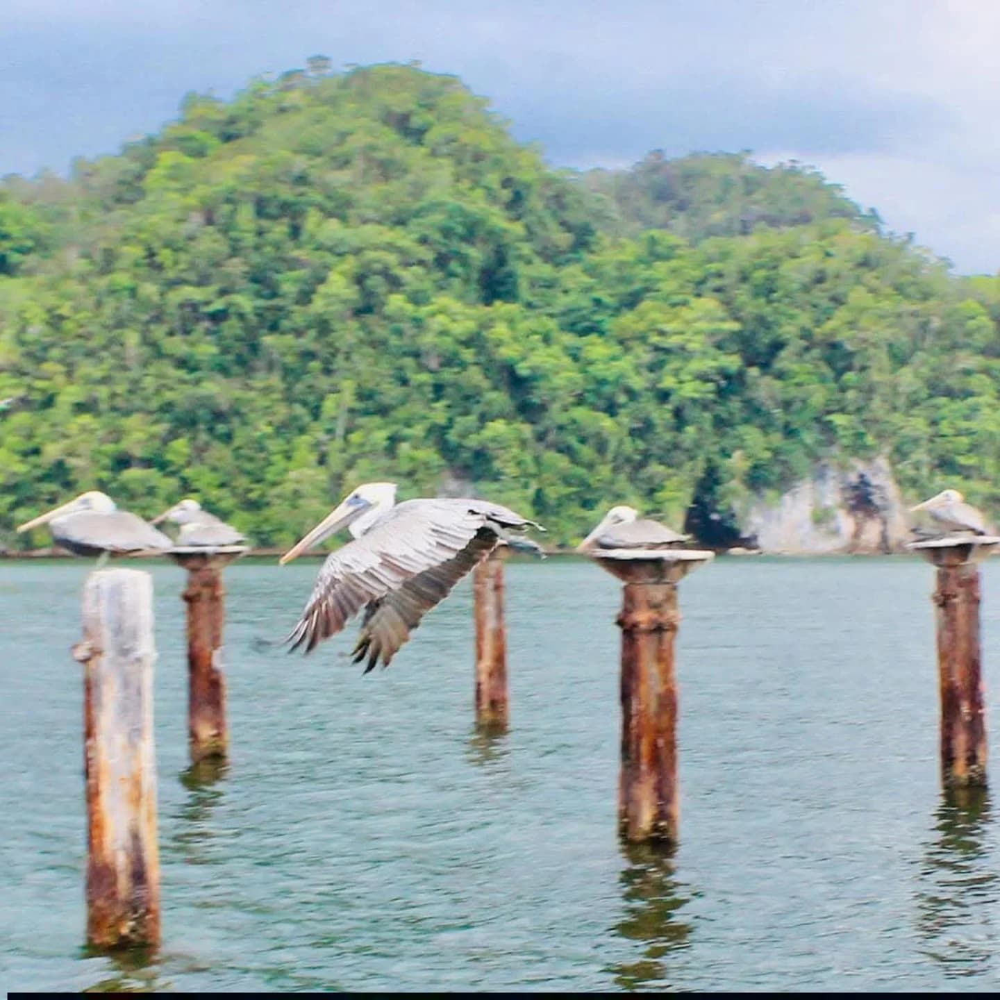 Samaná: Los Haitises National Park & Cayo Levantado Island — Guided tour and outdoor activity
