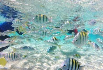 Cayo Arena: Paradise Island Tour Sosua oder Cabarete — Guided tour and outdoor activity