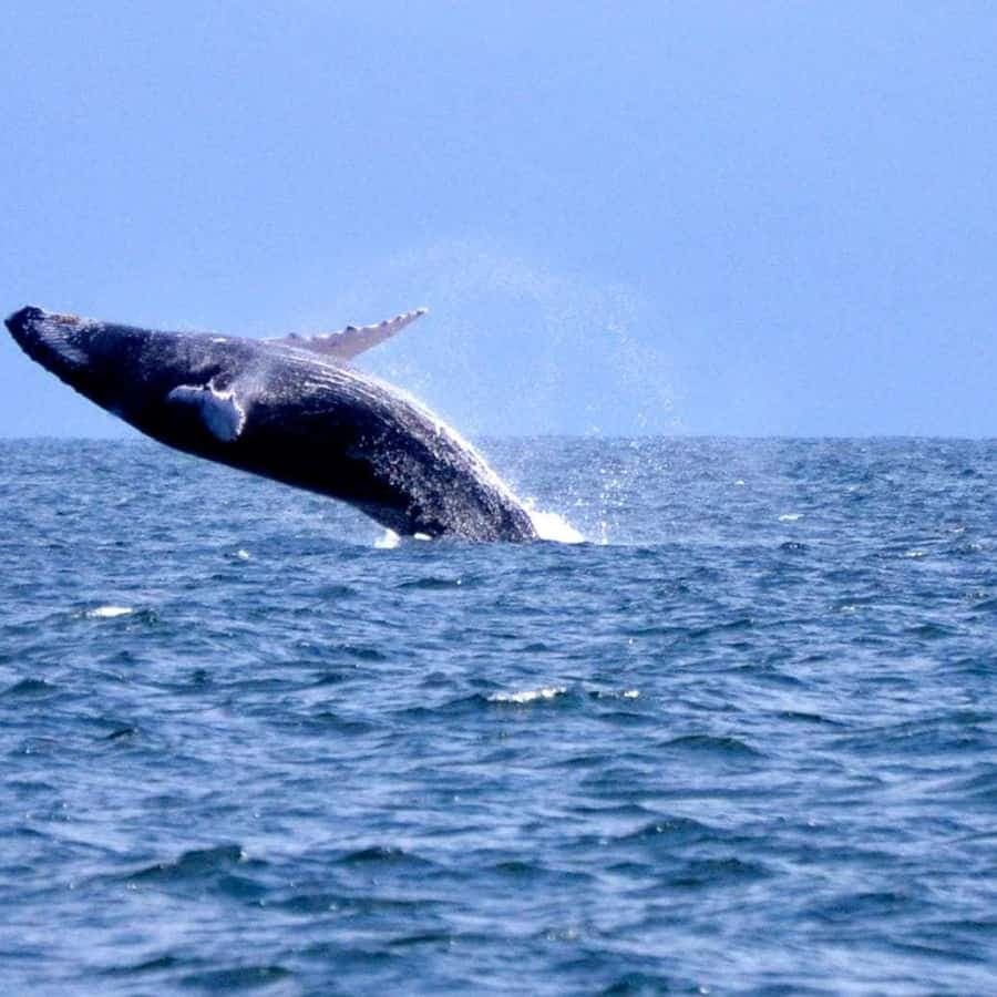 Bayahibe to Samaná Whale Watching | Soukromá prohlídka katamaránu — Guided tour and outdoor activity