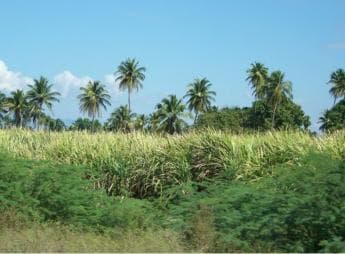 Cabarete: 2-Person Dominican Countryside Buggy Tour ā Guided tour and outdoor activity
