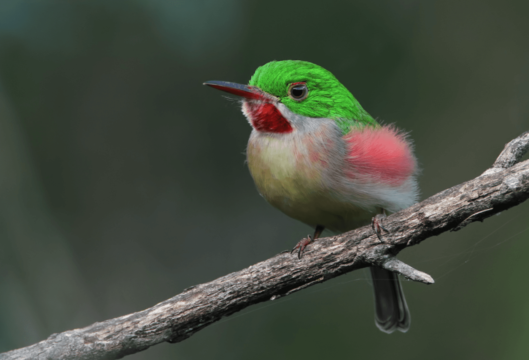 Los Haitises National Park Wildlife Guide (2026): Zwazo, Mangrov ak Lavi Marin