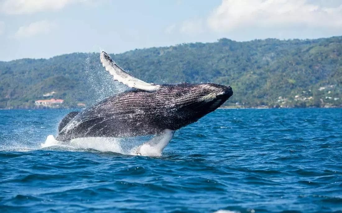 Avistamiento de Ballenas en Samaná: Mejores Tours y Guía de Temporada 2027