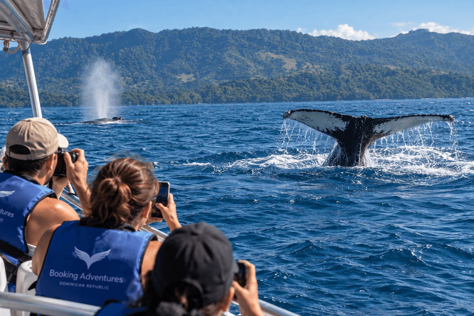 Wie viel kostet die Walbeobachtung in Samaná? 2027 Preise & Touren - Whale Watching Punta Cana Guide