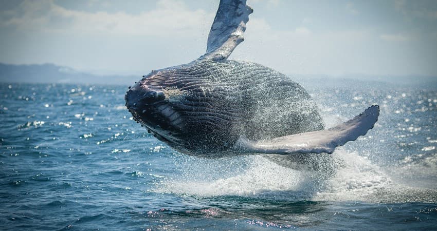 7 mejores tours de avistamiento de ballenas en República Dominicana para 2027