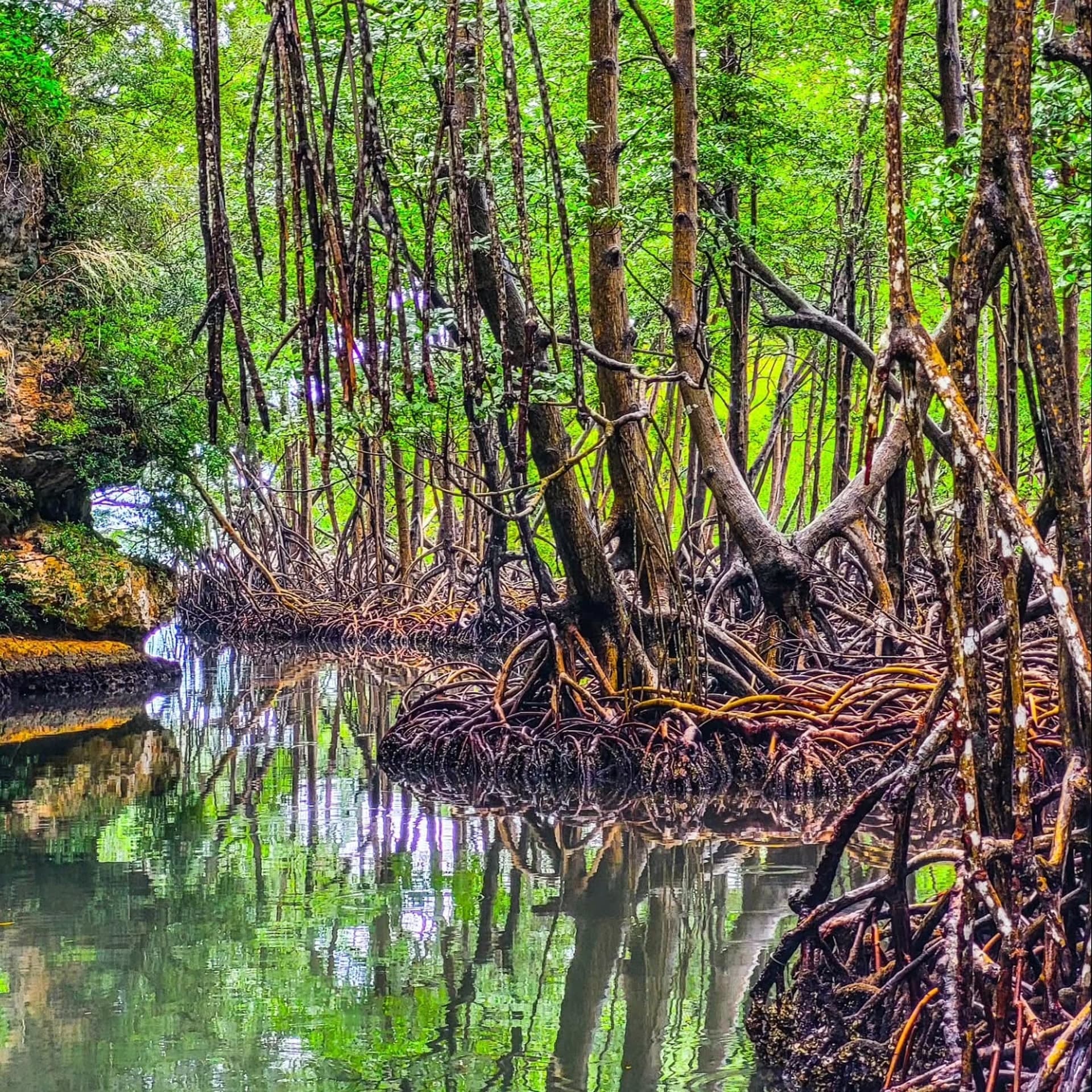 Los Haitises Mangroves: Wildlife, Kayaking & Boat Tours - Whale Watching Punta Cana Guide