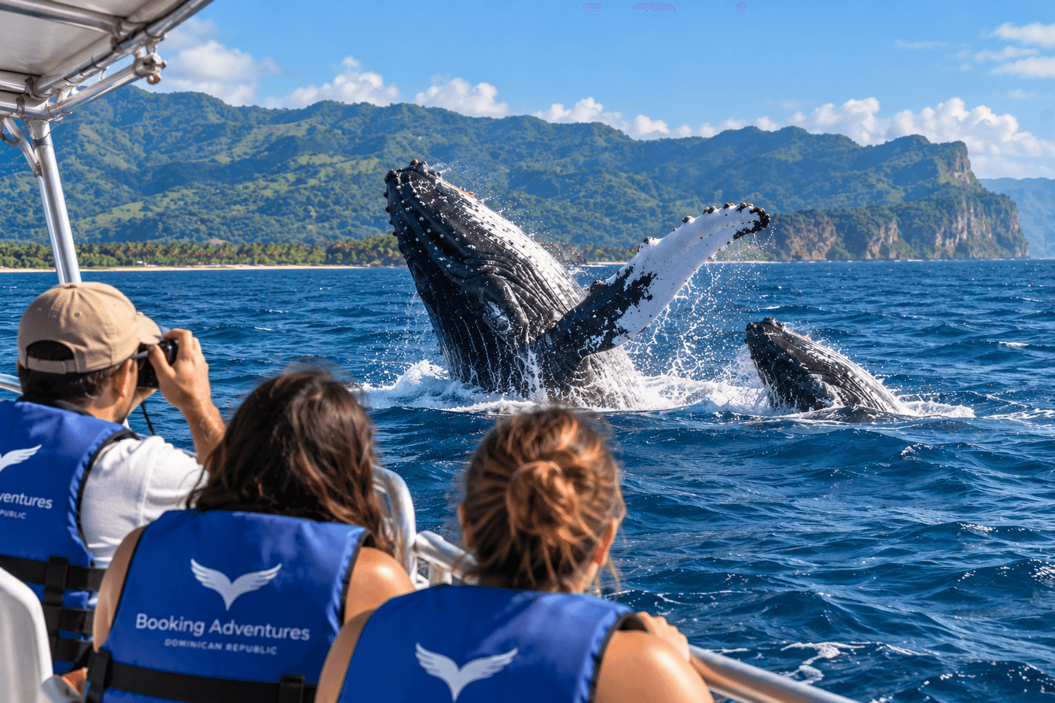 A legjobb bálnaleső túrák Samanában: melyik túrát érdemes foglalni? - Whale Watching Punta Cana Guide