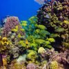 Catalina Island Scuba Diving Tour from Punta Cana – Bild 12