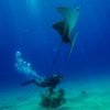 Catalina Island Scuba Diving Tour from Punta Cana – Bild 14