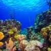 Catalina Island Scuba Diving Tour from Punta Cana – Bild 15