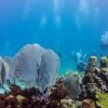 Catalina Island Scuba Diving Tour from Punta Cana – Bild 8