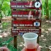 Amber Cove-Taino Bay 7 Damajaguas Water Falls + Local Food. - Image 9