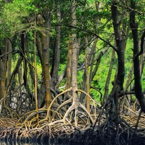 BOOK WITH LOCALS 10 Los Haitises: Boat Tour Sabana de la mar, Caves & Mangroves