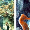 Bayahibe: Scuba Diving Initiation - Godive Bayahibe – Bild 2