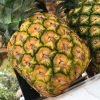 All-Inclusive Saona Island Day Trip from Punta Cana - Image 7