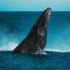 Half-Day Whale Watching Tour in Miches – Unforgettable Marine Adventure - Image 3
