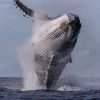 Half-Day Whale Watching Tour in Miches – Unforgettable Marine Adventure - Image 7