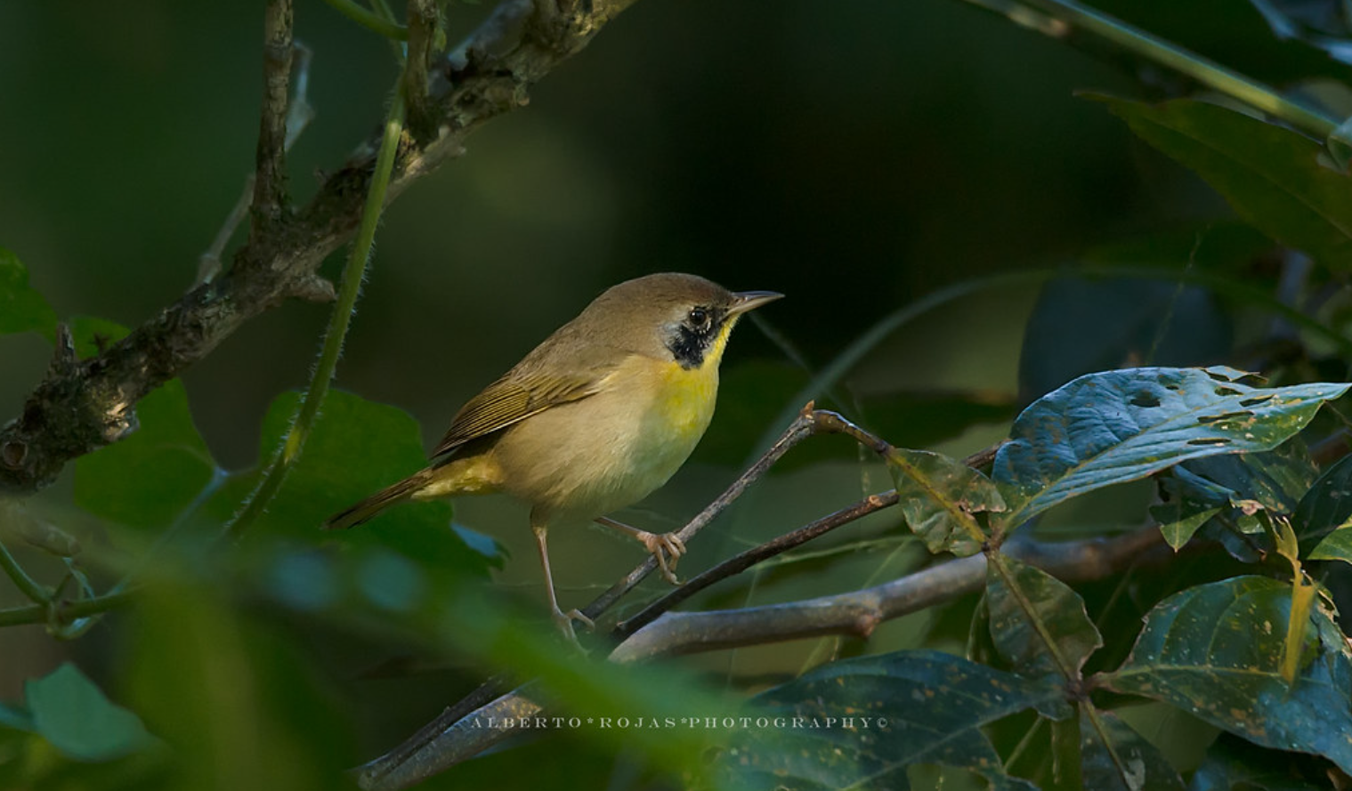 Birding: 4 Days of Bird Watching Dominican Republic 13 Birding: 4 Days of Bird Watching Dominican Republic - Image 13